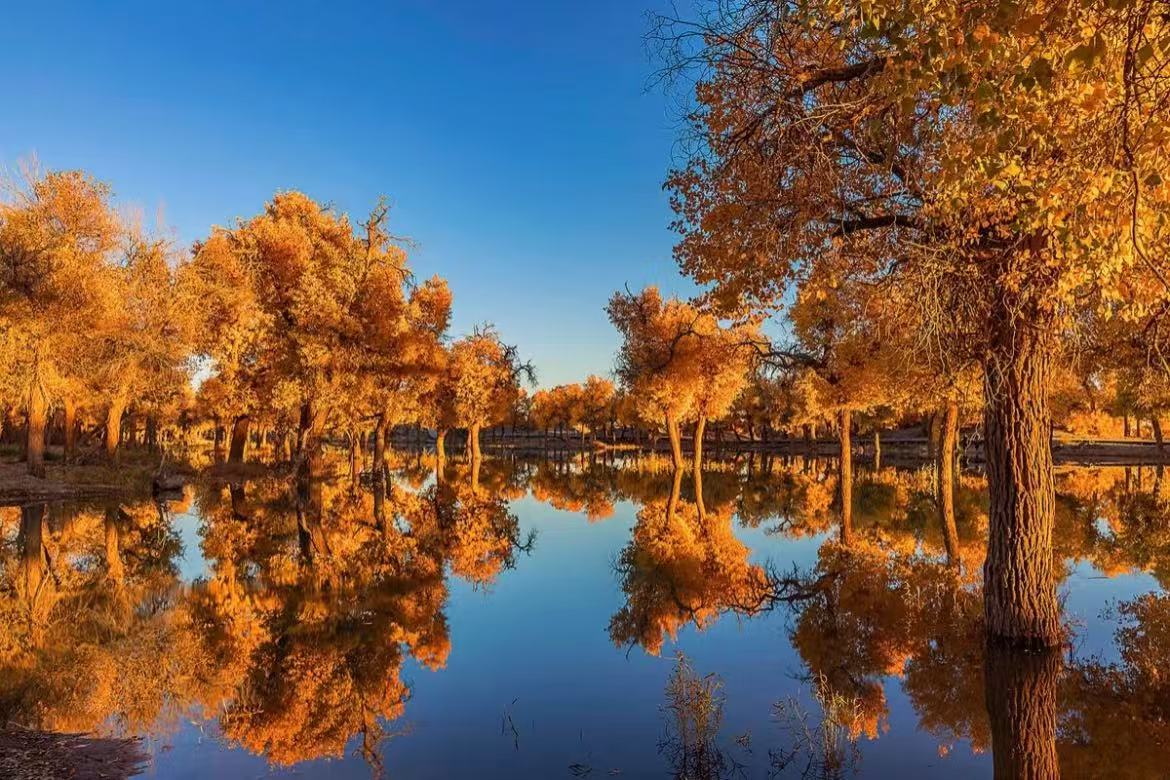 Populus Euphratica Ecological Garden